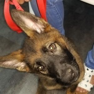 Meet your Posher, Mildred